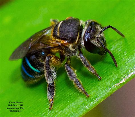 types of bee in the philippines|Beekeeping For Beginners in Philippines .
